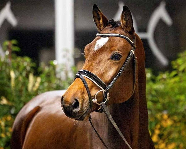 horse Diacato (Hanoverian, 2022, from Dia Corrado)