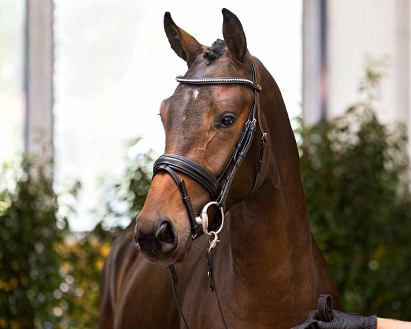 horse Don Dance FB (Hanoverian, 2022, from Dohnanyi 5)