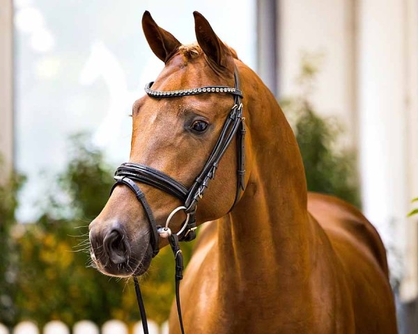 horse Feinblick (Hanoverian, 2022, from For Romance I)