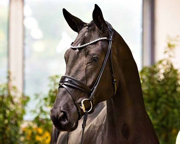 Pferd De Romanov (Hannoveraner, 2022, von Despacito 16)