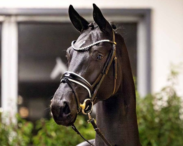 horse Tempest (Hanoverian, 2022, from Total McLaren)