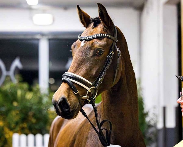 horse Bonitas Love (Hanoverian, 2022, from Bon Vivaldi NRW)