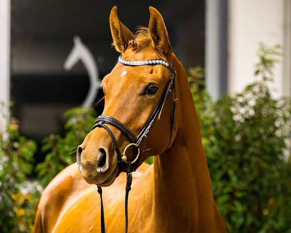 horse Feodora (Hanoverian, 2022, from Frodo)