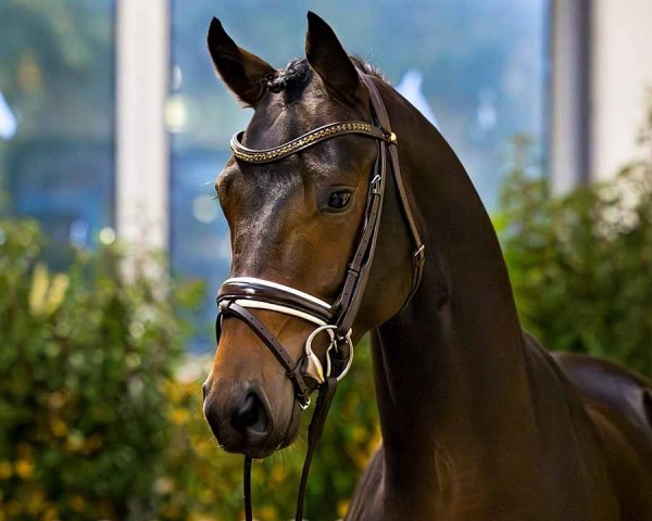 horse Totally in Love (Hanoverian, 2022, from Total Diamond PS)