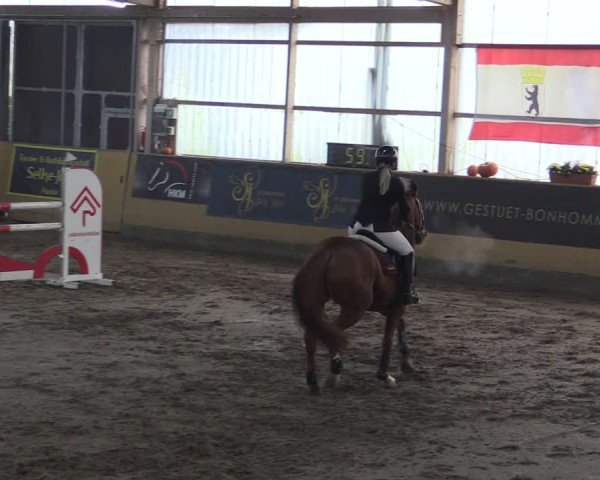 Reitturnier Pausin 2024