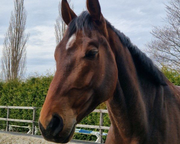 horse San Francisco 32 (Oldenburg, 2019, from Sir Donnerhall I)