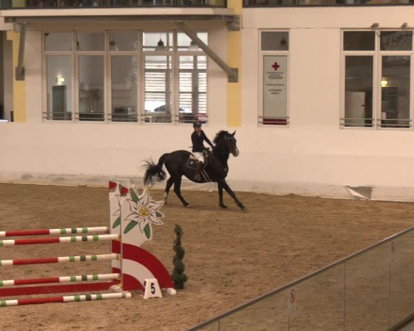 Reitturnier Stadl-Paura 2024