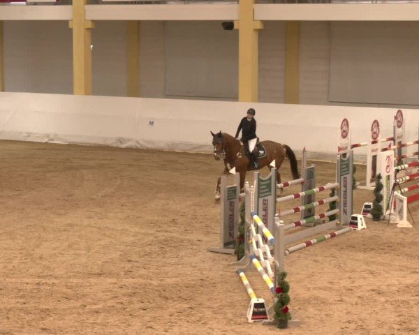 Reitturnier Stadl-Paura 2024