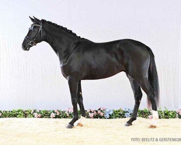 Pferd Hengst von Beck's / Londonderry (Hannoveraner, 2022, von Beck's FRH)