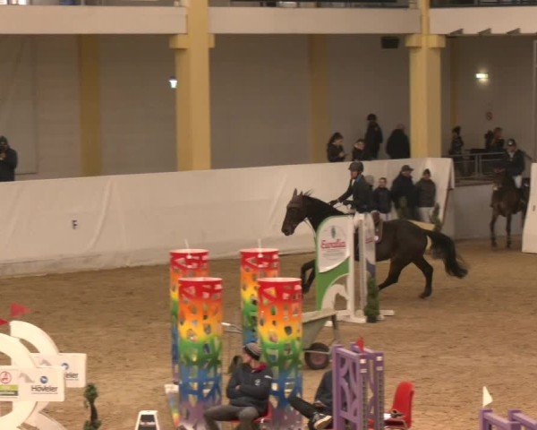 Reitturnier Stadl-Paura 2024