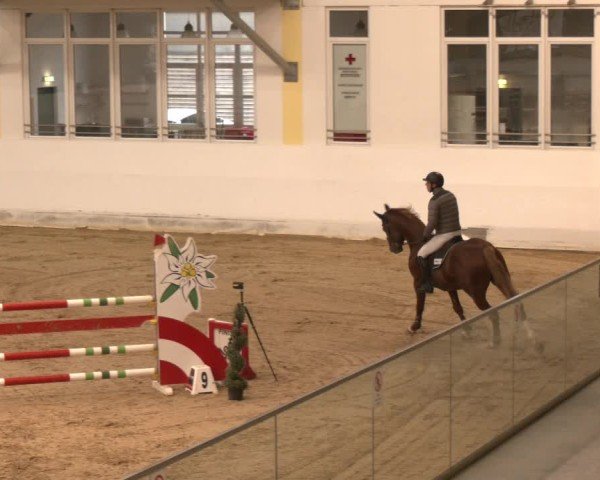 Reitturnier Stadl-Paura 2024