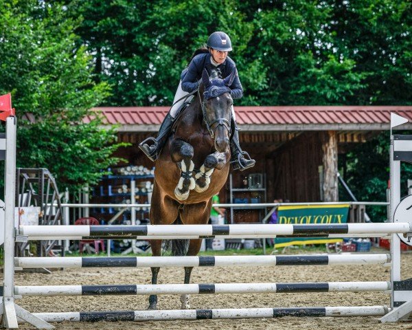 jumper O'Tiffii (Oldenburg show jumper, 2020, from Origi D'o)