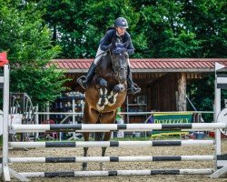 jumper O'Tiffii (Oldenburg show jumper, 2020, from Origi D'o)