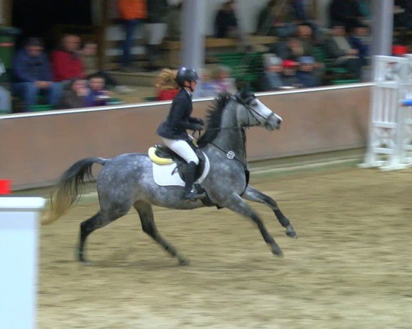 Reitturnier Gahlen 2024