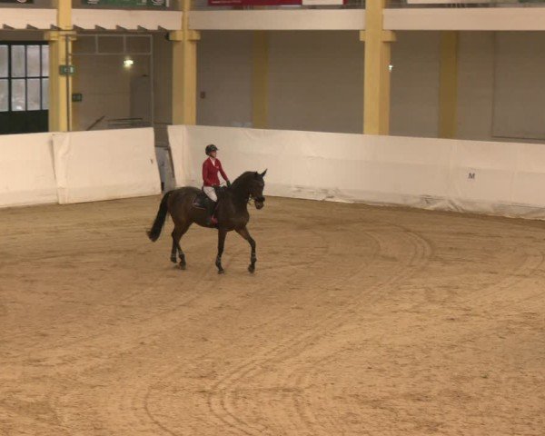 Reitturnier Stadl-Paura 2024
