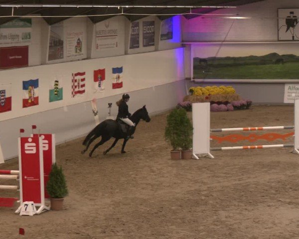 Reitturnier Legden | Ponyturnier 2024