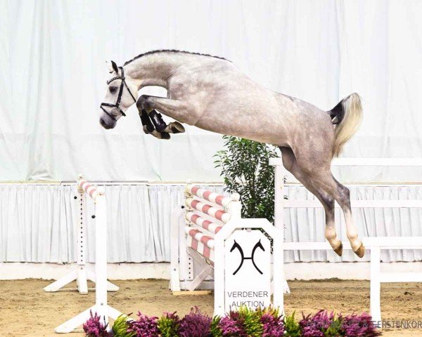 stallion Vincenzo (Hanoverian, 2022, from Vingino)