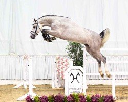 stallion Vincenzo (Hanoverian, 2022, from Vingino)