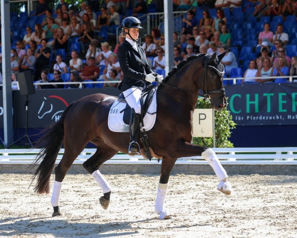 Dressurpferd Hildegard 13 (Hannoveraner, 2019, von Follow Him´s Schönweide)