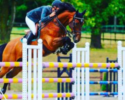 jumper Denada (KWPN (Royal Dutch Sporthorse), 2008, from Lord Z)