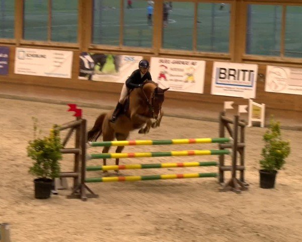 Reitturnier Rüti 2024