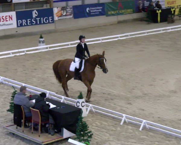 Reitturnier Schaffhausen 2024