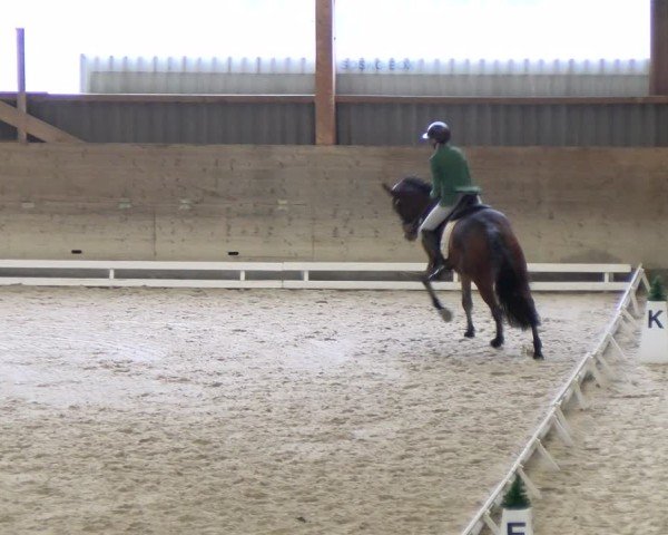 Reitturnier Schaffhausen 2024