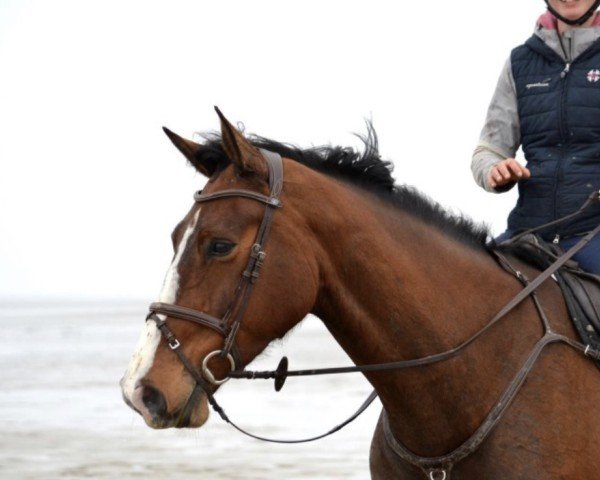 broodmare Linette vom Ellbekhof (Holsteiner, 2018, from Quibery 3) broodmare Linette vom Ellbekhof (Holsteiner, 2018, from Quibery 3)