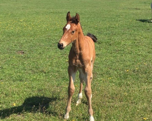 jumper Heardy MVS Z (Zangersheide riding horse, 2016, from Heartbeat)