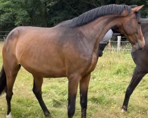 horse Kiki (Hanoverian, 2021, from Fürst Belissaro)
