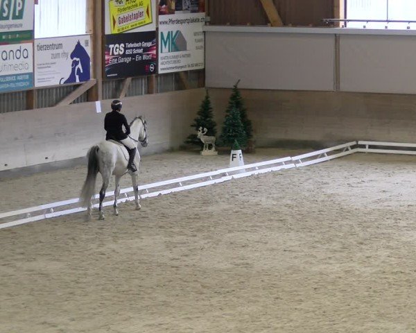 Reitturnier Schaffhausen 2024