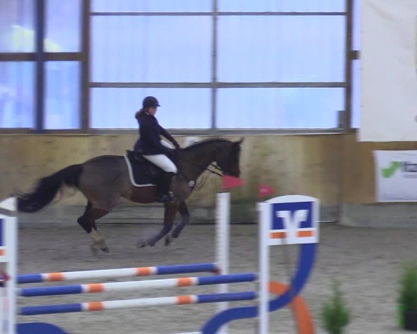 Reitturnier Großenwiehe 2024