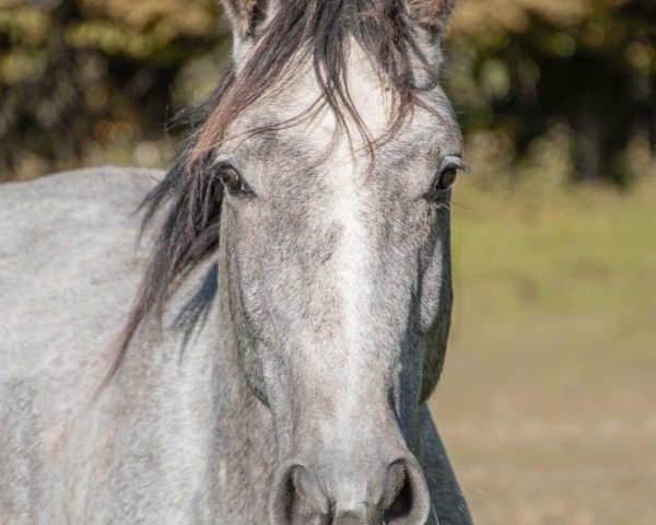 horse Kalle Cool MVS Z (Zangersheide riding horse, 2020, from Kazan Z)