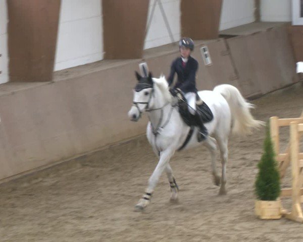 Reitturnier Bad Salzuflen 2024