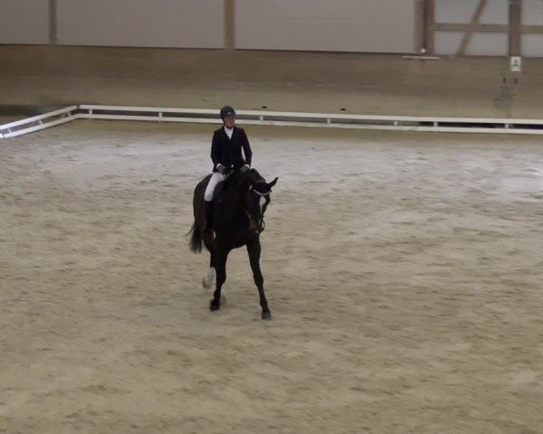 Reitturnier Schaffhausen 2024
