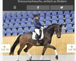 Pferd Fürst Fandango (Oldenburger, 2018, von For Dance)