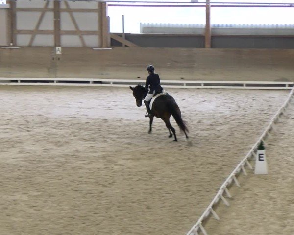 Reitturnier Schaffhausen 2024