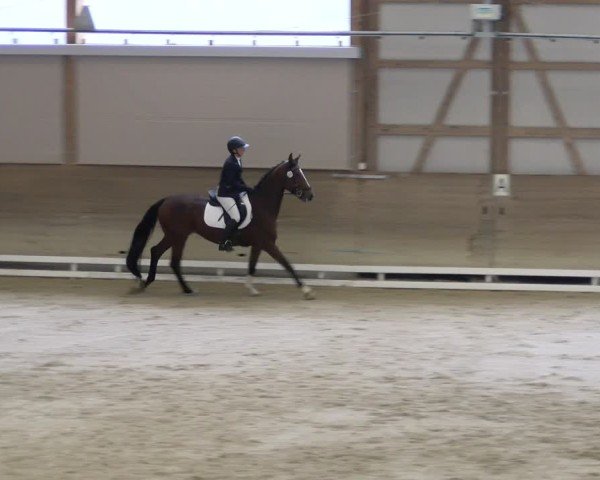 Reitturnier Schaffhausen 2024
