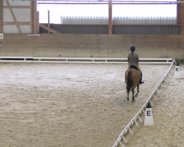 Reitturnier Schaffhausen 2024