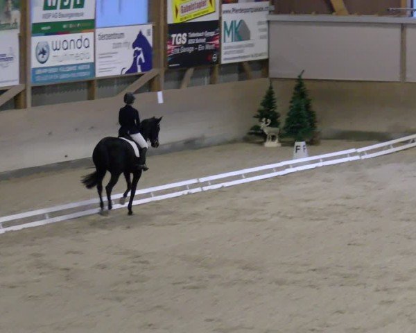 Reitturnier Schaffhausen 2024