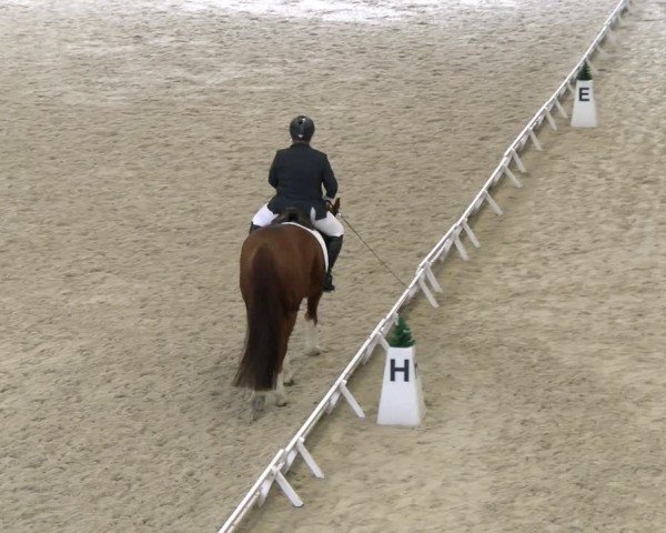 Reitturnier Schaffhausen 2024