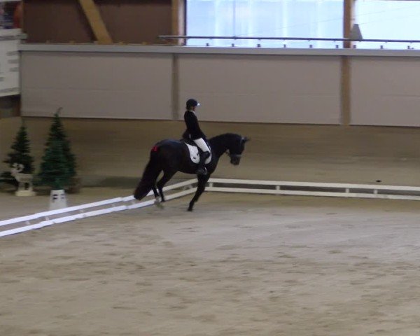 Reitturnier Schaffhausen 2024