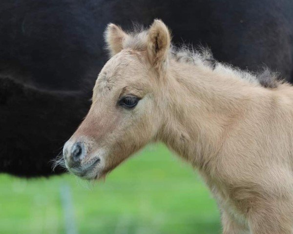 Deckhengst Ares vom Alstertal (Shetland Pony, 2024, von Arrow vom Alstertal)