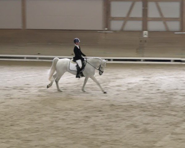 Reitturnier Schaffhausen 2024