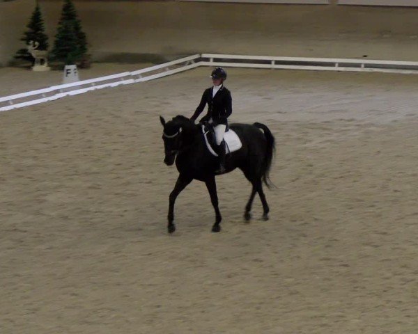 Reitturnier Schaffhausen 2024