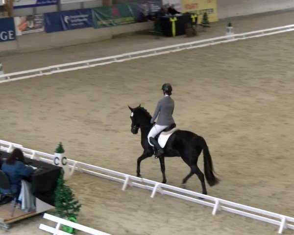 Reitturnier Schaffhausen 2024