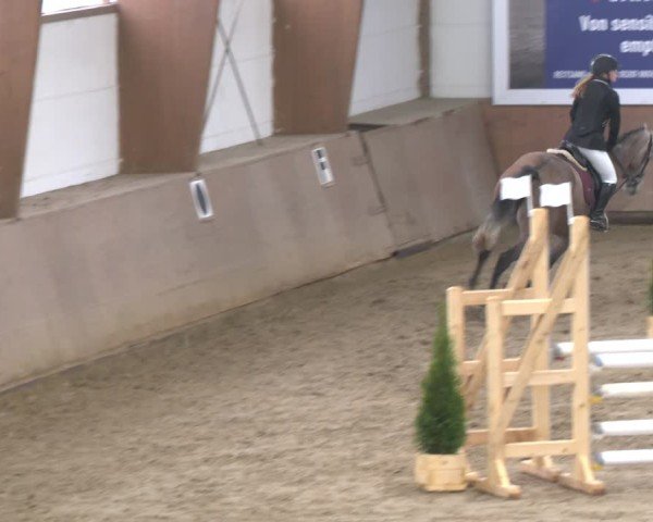 Reitturnier Bad Salzuflen 2024