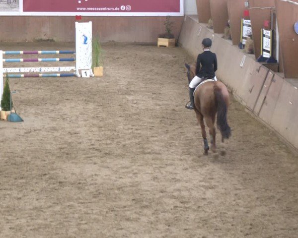 Reitturnier Bad Salzuflen 2024