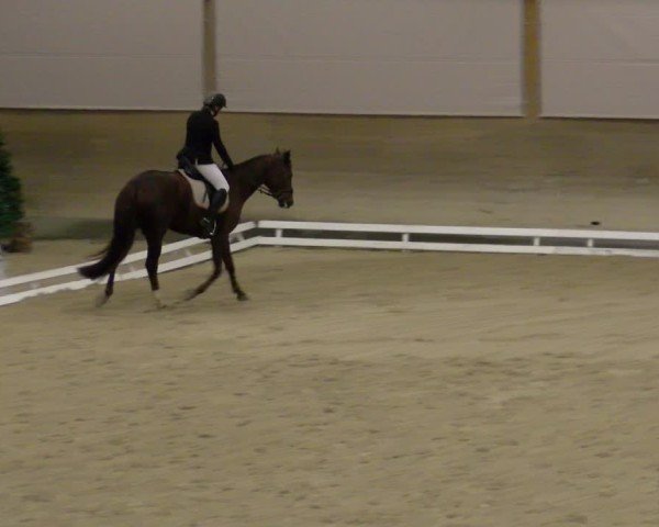 Reitturnier Schaffhausen 2024