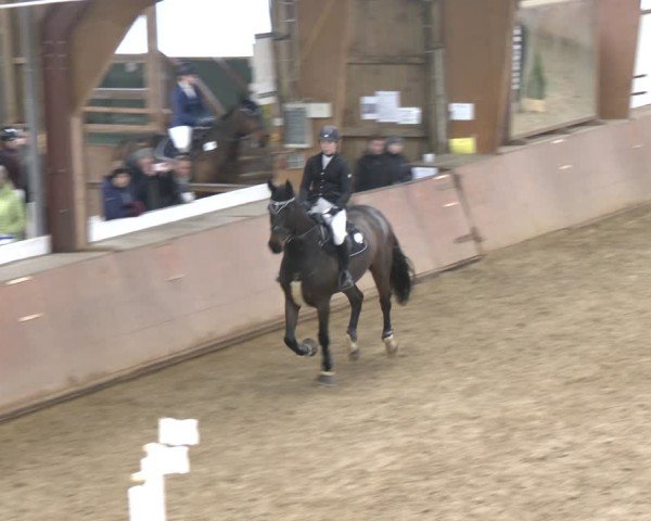 Reitturnier Bad Salzuflen 2024